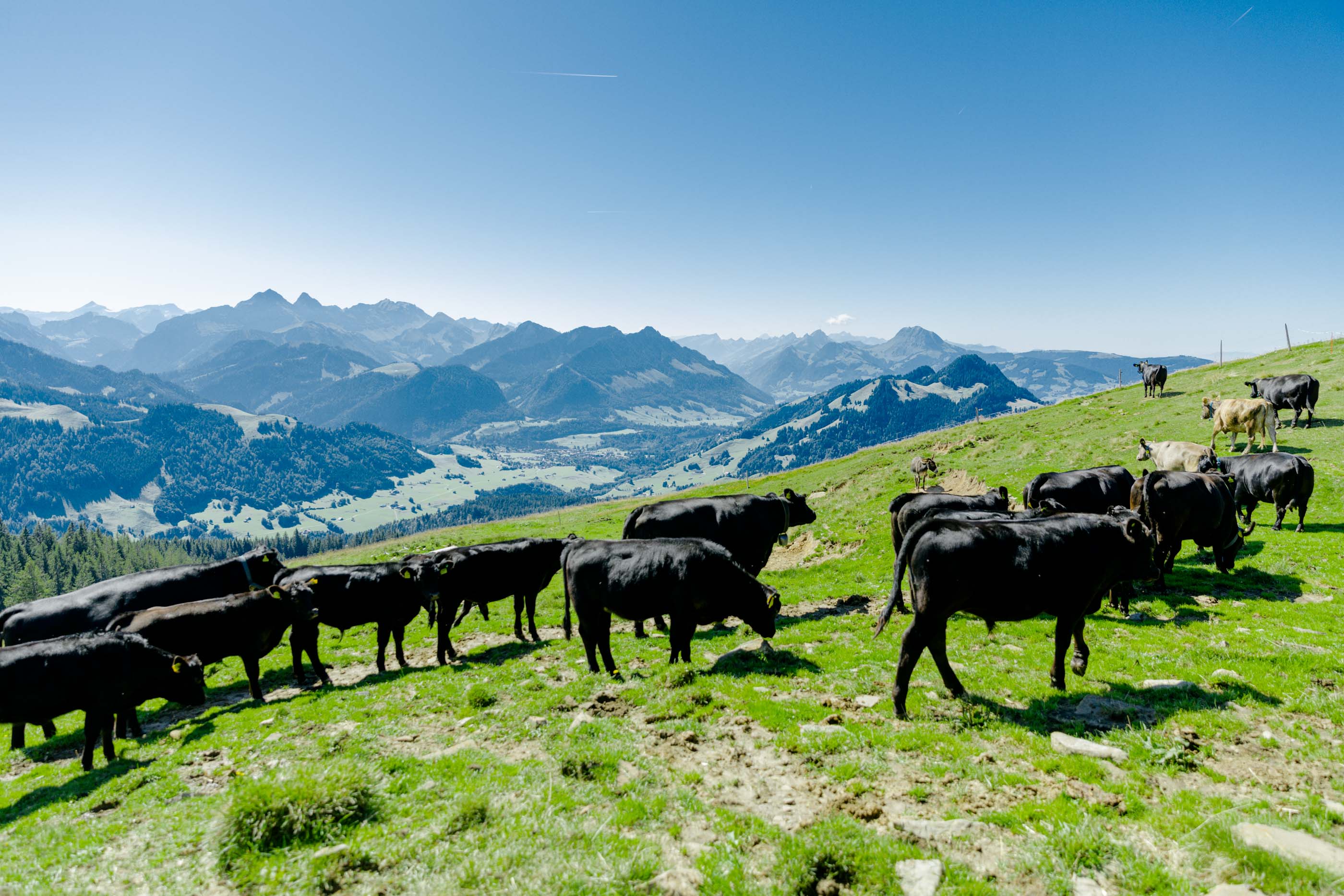 Ferme biologique de La Faye