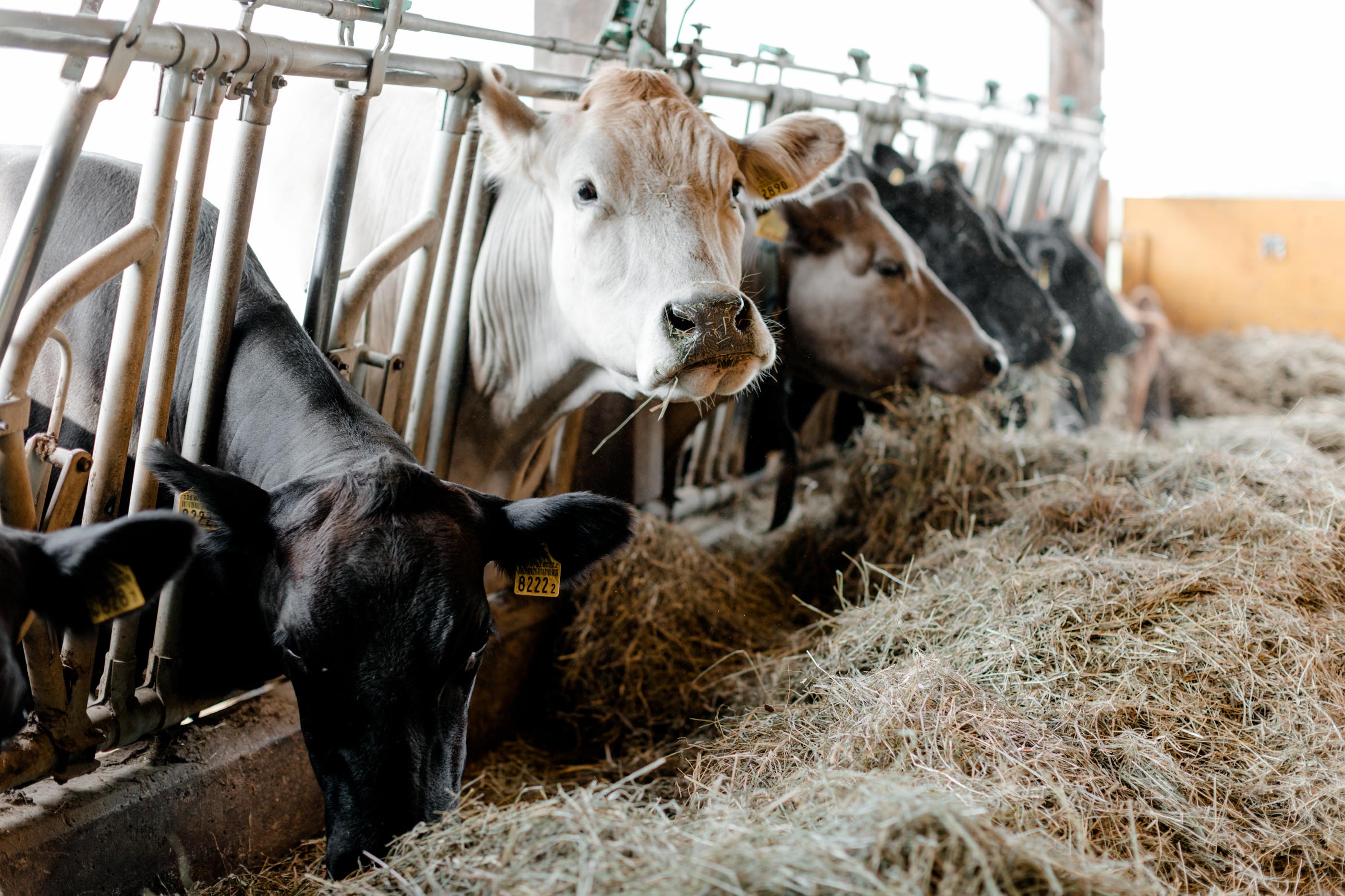 Ferme biologique de La Faye